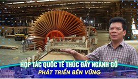 Hợp tác quốc tế thúc đẩy ngành gỗ phát triển bền vững